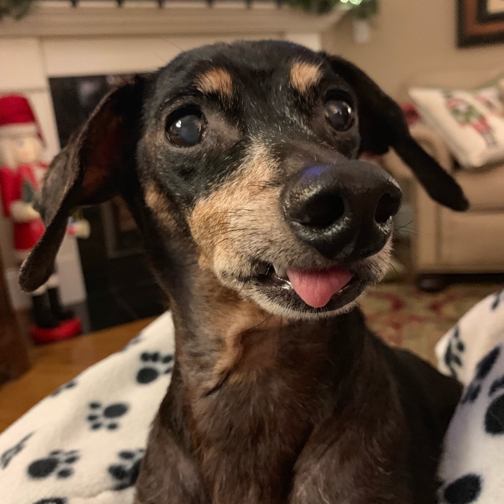 Meet your Posher, Betsy